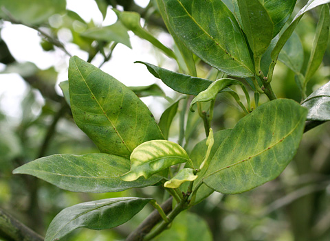 Citrus Huanglongbing Understanding The Vector Pathogen Interaction For